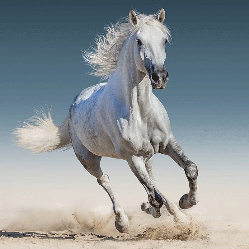 Obliečka na vankúšik White horse