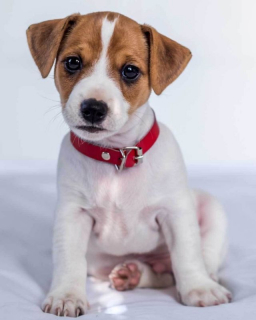 Plyšová deka pes Jack Russel Terrier